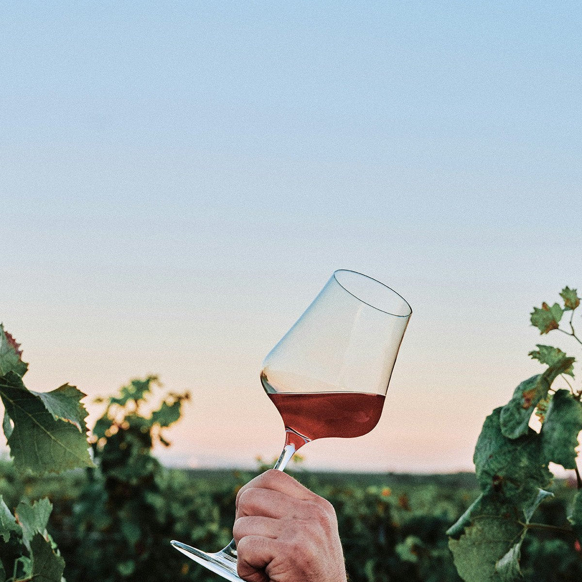 What is Organic Wine? The Real Difference Explained