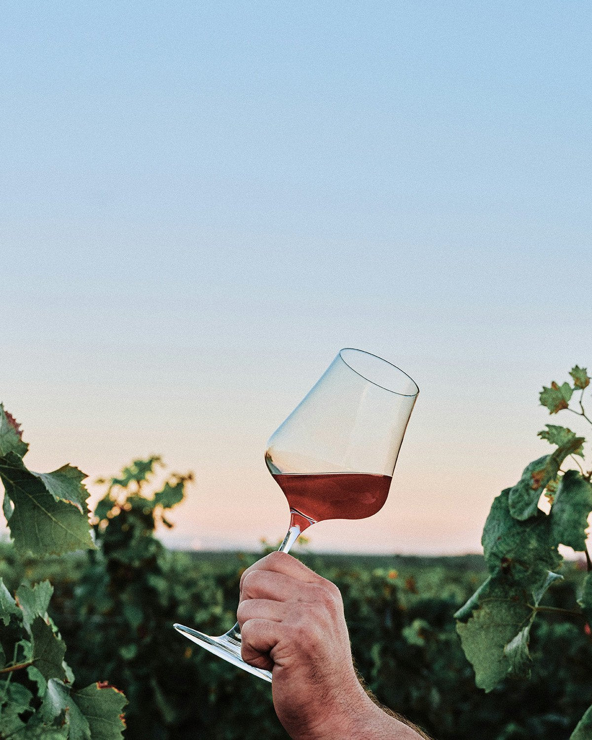 What is Organic Wine? The Real Difference Explained